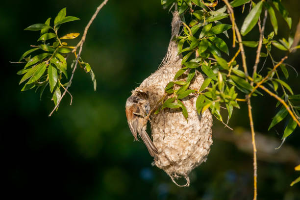 istock European penduline tit (Remiz pendulinus) on the nest 1267659698
