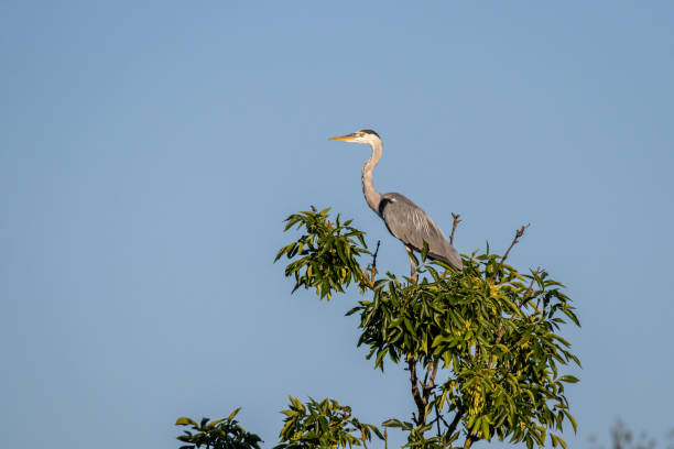 istock Grey heron (Ardea cinerea) on a top of a tree 1267659725