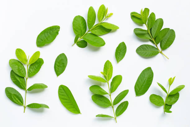 istock Fresh guava leaves on white background. 1267660927