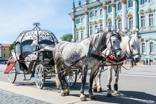 Saint Petersburg, Russia - June 15, 2017.  Horse-drawn carriage for tourist transport on Palace Square (Dvortsovaya pl) in Saint Petersburg.