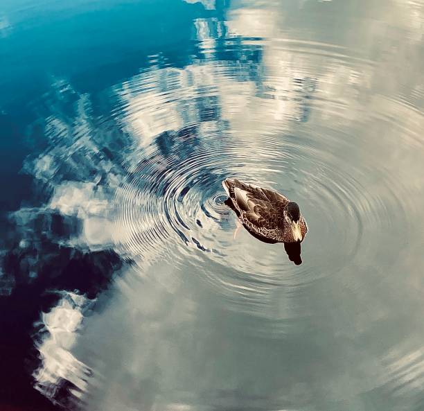 Duck crisscrossing a lake