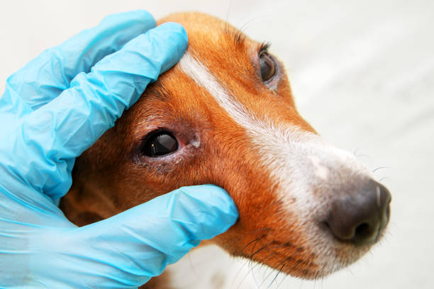 weterynarz sprawdzić na oczach jamnika psa. zapalenie spojówek oczu psa. medyczna i zdrowotna opieka nad zwierzęciem koncepcji. - pus zdjęcia i obrazy z banku zdjęć