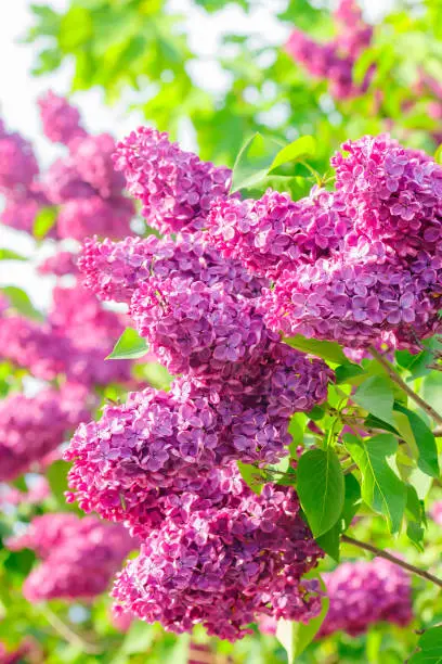 Photo of Beautiful lilac purple flowers blooming in the garden