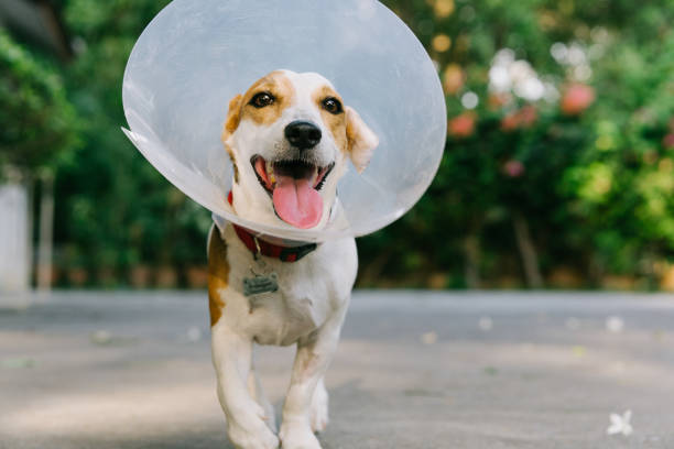 jack russell terrrier with pet cone moving toward camera - coleira protetora imagens e fotografias de stock