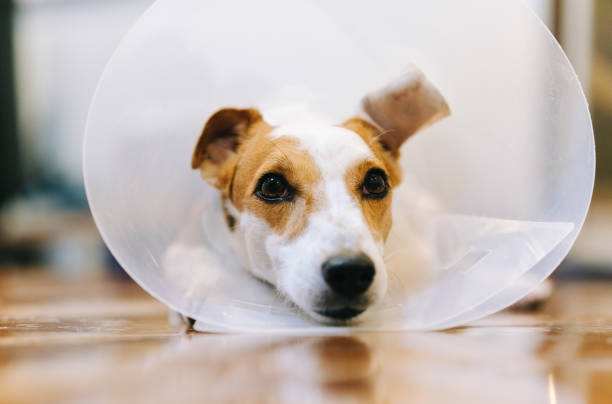 injured jrt lying down on wooden floor with curious eyes - coleira protetora imagens e fotografias de stock