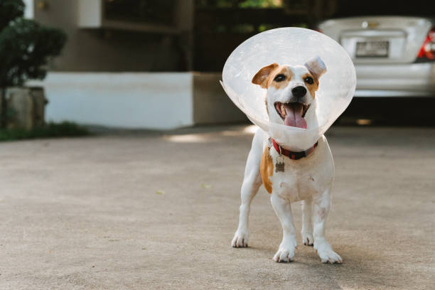 istock Happy Jack Russell Terrier Wearing Recovery Collar 1267663893