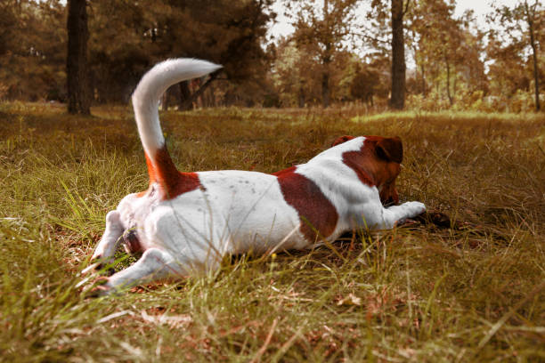simpatico parson russell terrier si trova sull'erba e mordicchia a bastone. jack russell con la coda in piedi. il cane giace nell'erba gialla autunnale. - cane morde coda foto e immagini stock