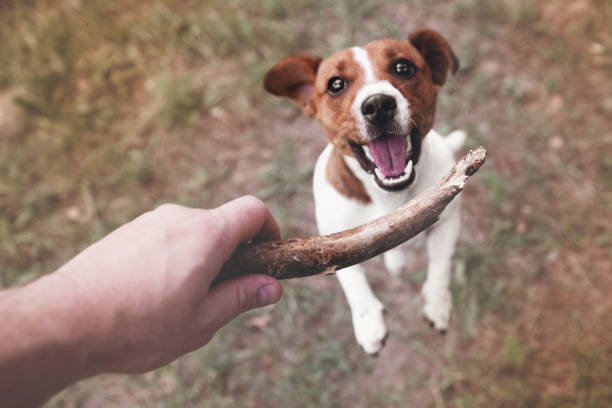 vue supérieure du terrier de jack de russell de chien jouant avec le bâton en bois que le propriétaire retient, à l’extérieur. image floue, mise au point sélective - male animal audio photos et images de collection