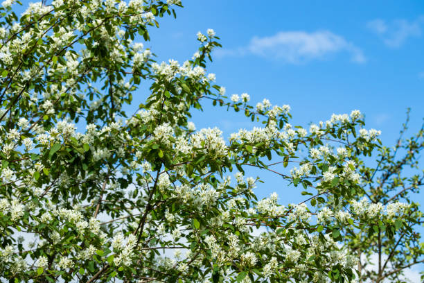 空の背景に咲くシャドラベリー白い花 - shadberry ストックフォトと画像