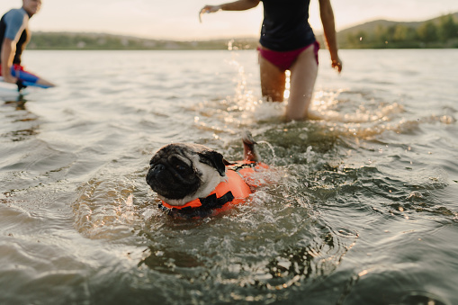 Photo of a cute pug in a life jacket swimming in the lake.