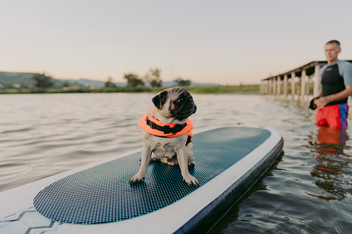 Photo of a cute pug wearing an orange life jacket on a stand-up paddleboard.
