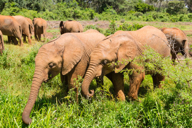 Baby Elephants in Green Landscape, Kenya
