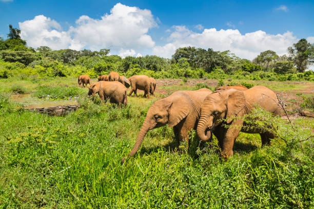 istock Nairobi Elephant Orphanage, Kenya 1267666235