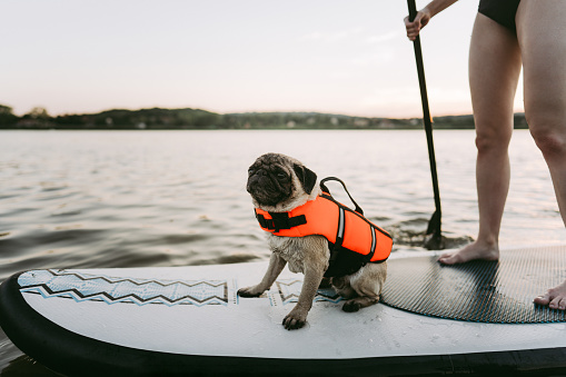 Photo of a cute pug wearing an orange life jacket on a stand-up paddleboard; enjoying the ride with his owner.