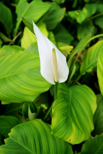 Vertical Image of a White Flamingo Flower among Vibrant Green Foliage