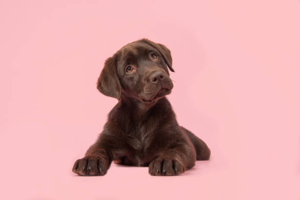 Adoble brown labrador puppy lying down on a pink background