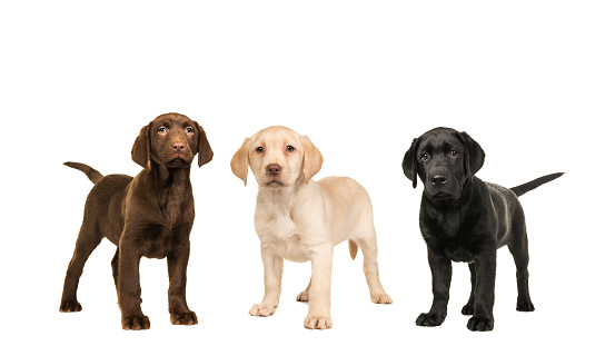 Three standing labrador puppy dogs in the official colors, brown, black, blond isolated on a white background