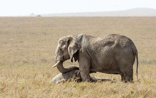 Female elephant standing over a dead family member mourning it in Serengeti National Park in Tanzania