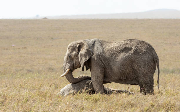 Adult elephant mourning over a dead family member in Serengeti National Park in Tanzania Female elephant standing over a dead family member mourning it in Serengeti National Park in Tanzania serengeti elephant conservation stock pictures, royalty-free photos & images