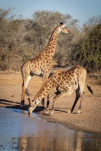Two adult giraffe standing at edge of a waterhole drinking in Kruger National Park in South Africa