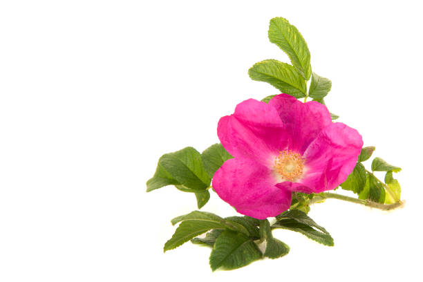 Pink wild rose with leaves isolated on a white background