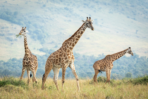 Three giraffe walking around eating bush in Masai Mara in Kenya