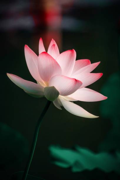 istock Macro closeup of lotus 1267668317