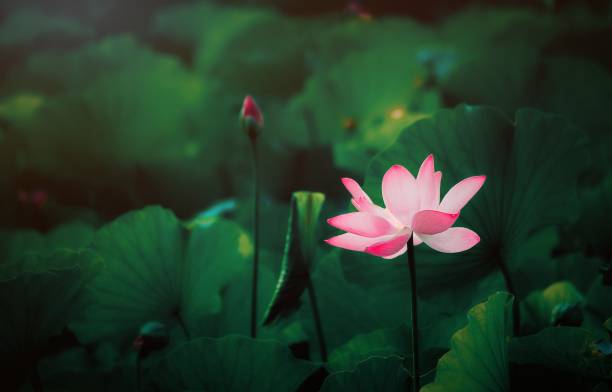 연꽃의 매크로 클로즈업 - lotus blossom water lily spirituality 뉴스 사진 이미지