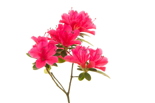 Azalea on white