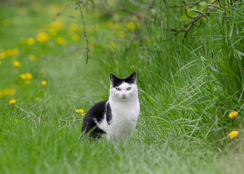 Black and white cat sitting in a grass with dandelions in a orchard looking at the camera