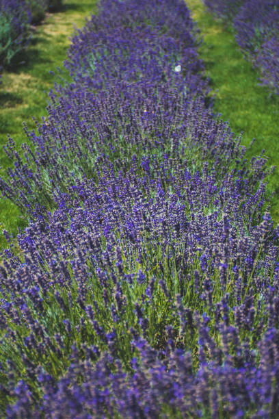 istock Beautiful violet flowers in a lavender field 1267669122