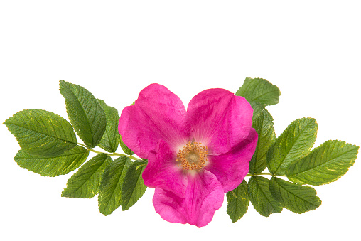 Wild pink roze with on the left and right leaves isolated on a white background