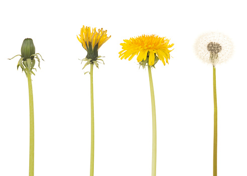 Dandelion in four different stages isolated on a white background