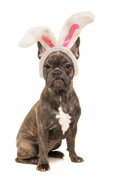 carino bulldog francese marrone seduto di fronte alla telecamera che indossa orecchie da coniglietto di pasqua isolate su uno sfondo bianco - dutch bulldog foto e immagini stock