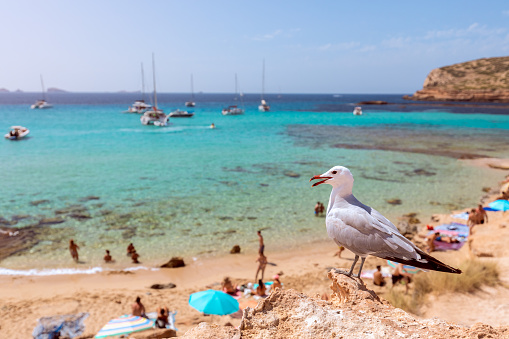 Sea gull on the beach Cala Escondida. Cala Comte, Ibiza, Balearic Islands. Spain