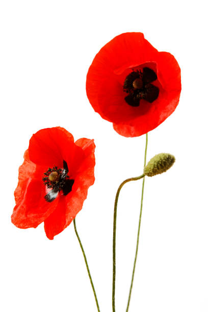 istock Red poppies isolated on white 1267670479