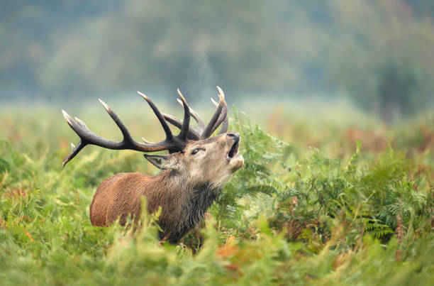 istock Red deer stag calling in a field of ferns 1267670488