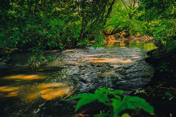 Photo of Rough narrow Noksa river in the shade of trees.