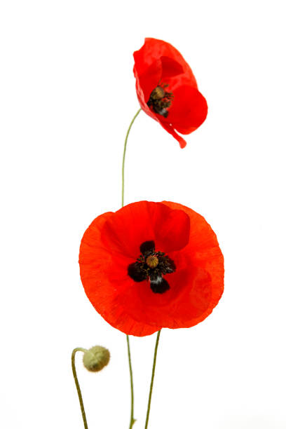 istock poppy flowers isolated on white in studio 1267670545