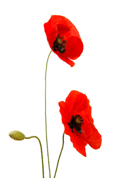 istock poppy flowers with bud isolated on white 1267670555
