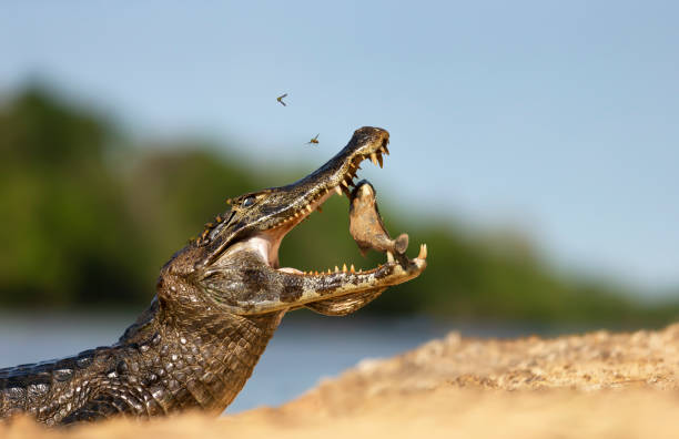 istock Yacare caiman eating piranha on a sandy river bank 1267670562