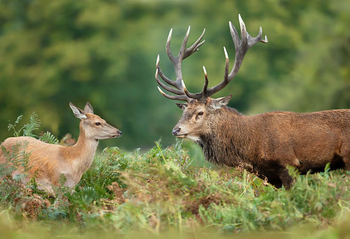 Close up of a Red deer stag standing with a hind in the field of fern. Rutting season in autumn, UK.