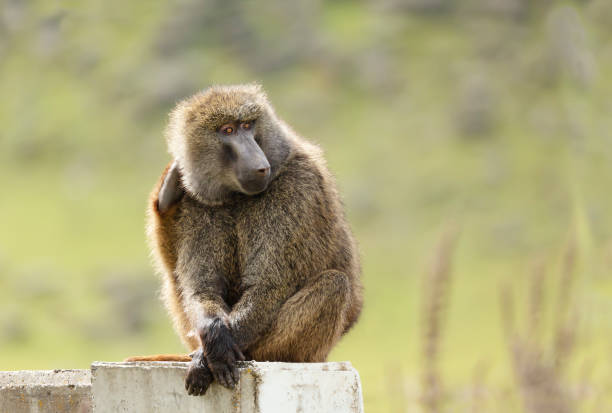 istock Close up of an olive baboon sitting on a concrete post 1267670628