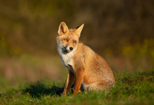 istock Close up of a young Red fox sitting in grass 1267670631