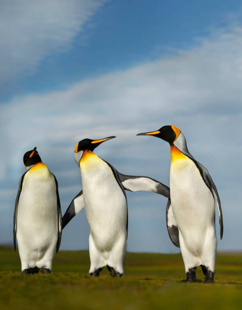 Three King penguins during mating season Three King penguins displaying aggressive behavior during mating season, Falkland Islands. penguins fighting stock pictures, royalty-free photos & images