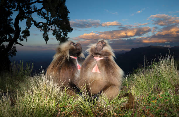 Gelada monkeys sitting on grass and dreaming