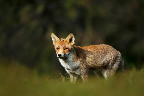 istock Close up of a young Red fox standing in grass 1267671244