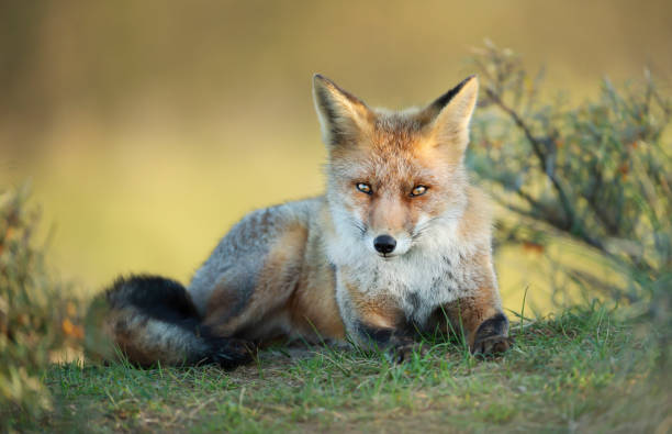 istock Close up of a red fox lying on grass 1267671291