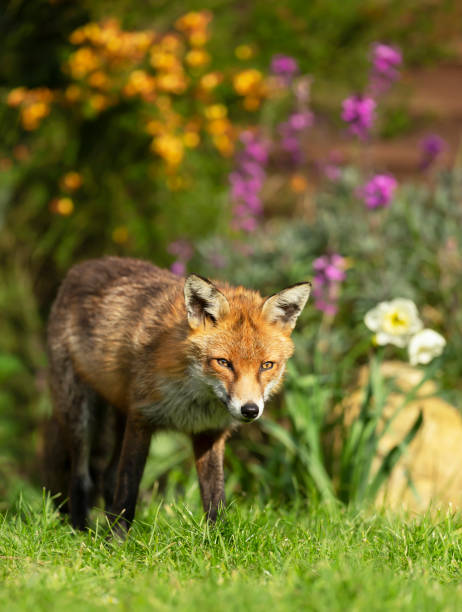 istock Red fox standing in garden flowers 1267671378