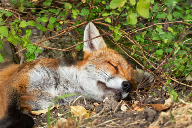 istock Close up of a red fox sleeping in woods 1267671449
